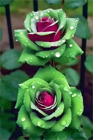 20 Ruby Green Twin Rose Seeds - Rare Bicolor Heirloom Fragrant Perennial Rosa spp. for Garden, Borders, and Cut Flowers