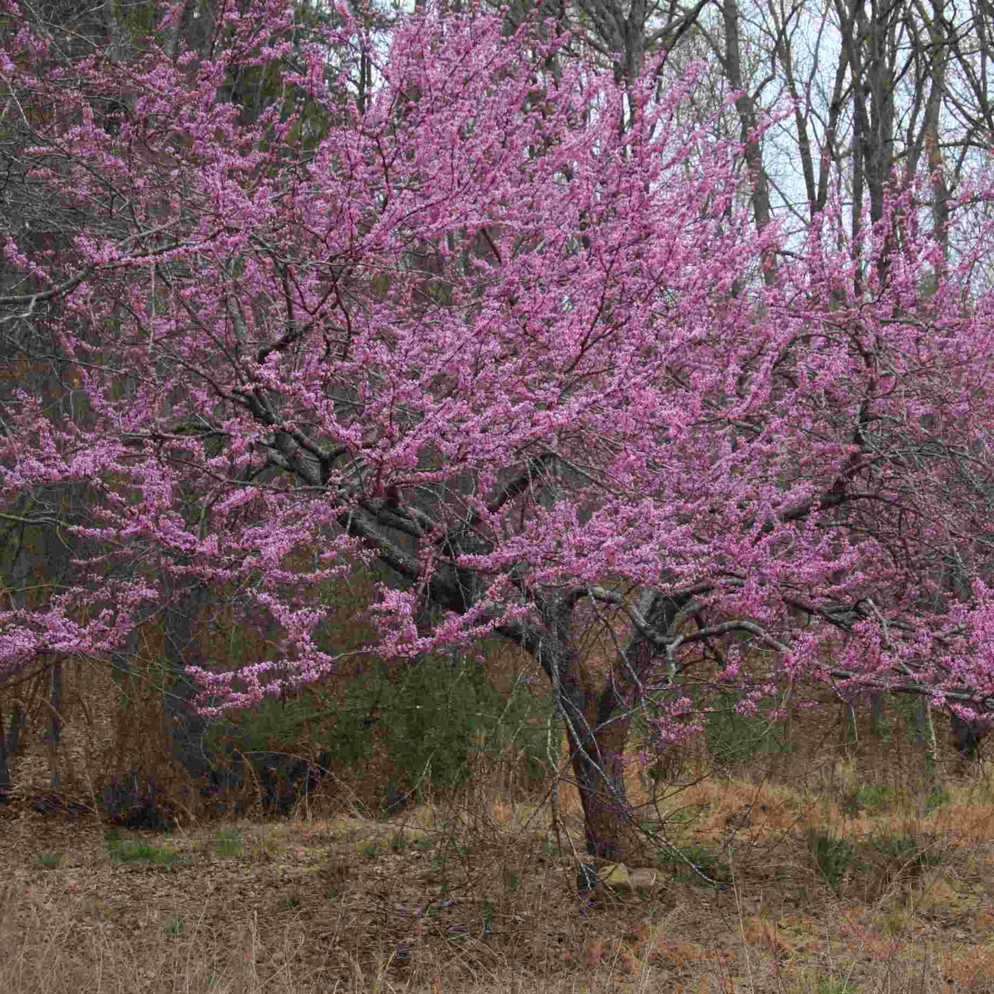Eastern Redbud Tree Bare Root 14-18" Cercis canadensis Native Flowering Landscape & Wildlife Tree