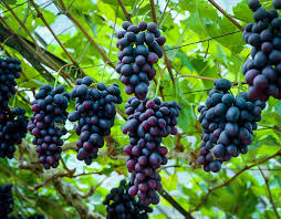 Set of 5 Muscadine Grape Plants - Southern Home Vitis spp. Cold Hardy Edible Fruit Vine for Trellis or Arbor