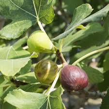 Celeste Fig Cuttings 6"+ Unrooted Scions for Propagation, Home Garden, Grafting, Freshly Cut, 3+ Nodes