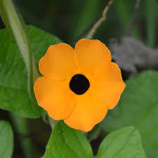 Black Eyed Susan Vine Seeds, Thunbergia alata, Climbing Flower for Vertical Gardens & Trellises, Non-GMO Seeds