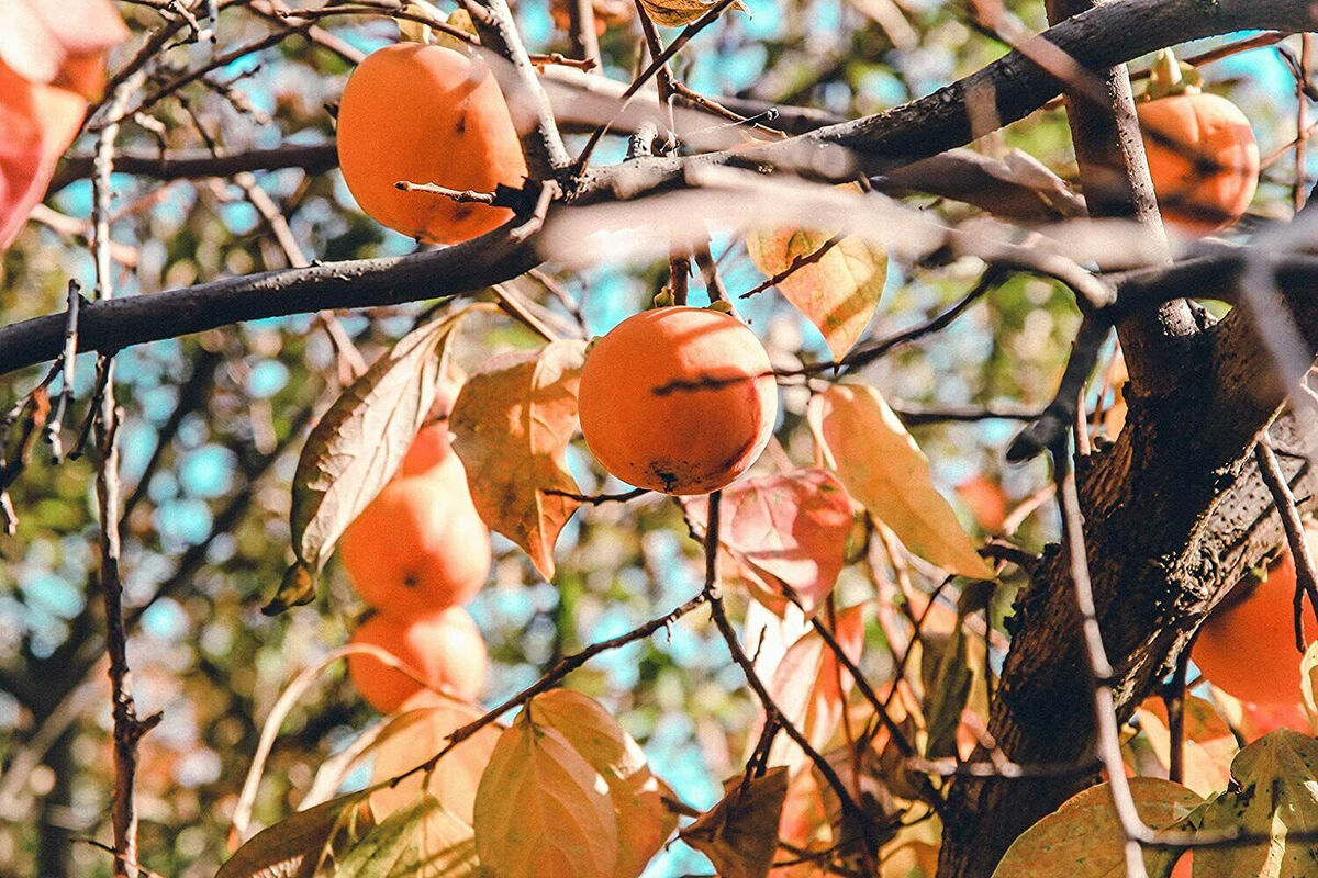 10 Persimmon Tree Seeds - Diospyros virginiana, Sugar Plum Native Fruit Tree for Home Orchard & Wildlife
