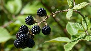 Florida Blackberry Cuttings – 7 Rooted Clippings, Thorny Bramble, Fruit Bearing, Rubus spp., USDA Zones 8-10