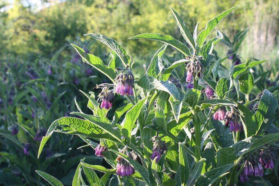 10 Russian Comfrey Unrooted Cuttings Bocking 14 Symphytum uplandicum Herb Organic Fertilizer Starter