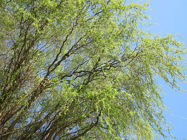 Corkscrew Willow Cuttings - 10 Live Salix matsudana 'Tortuosa' Twisted Branches, Fast-Growing Tree for Zones 3-10