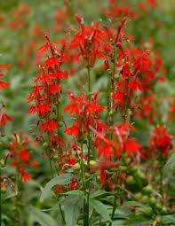 600 Red Wildflower Seeds - Tall Lobelia Cardinalis (Lobelia cardinalis) - Perennial, Pollinator-Friendly, Vibrant Red Flowers for Gardens