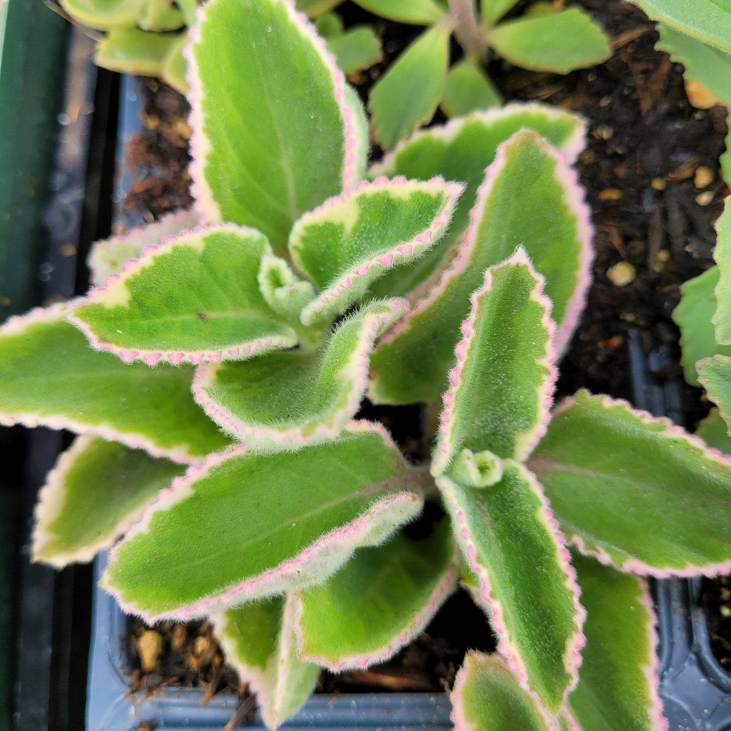 Cuban Oregano Cuttings - 6 Unrooted Plectranthus amboinicus Herb Stems for Culinary & Indoor Gardens