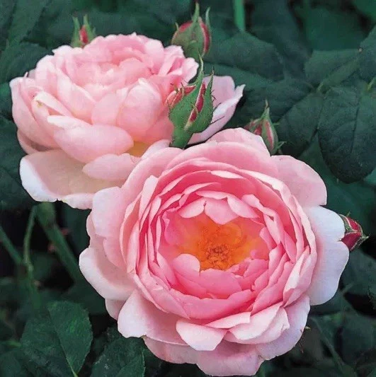 Scepter'd Isle Rose Cuttings - Apricot Pink Fragrant Shrub Rose, Unrooted 6" Stems, Rosa 'AUSland', Zones 5-9
