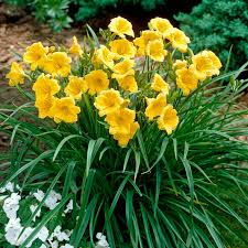 Set of 3 Stella D'Oro Daylily Bare Root Plants - Mini Border Lily, Cold Hardy Perennial, Yellow Flowers, Hemerocallis 'Stella de Oro'