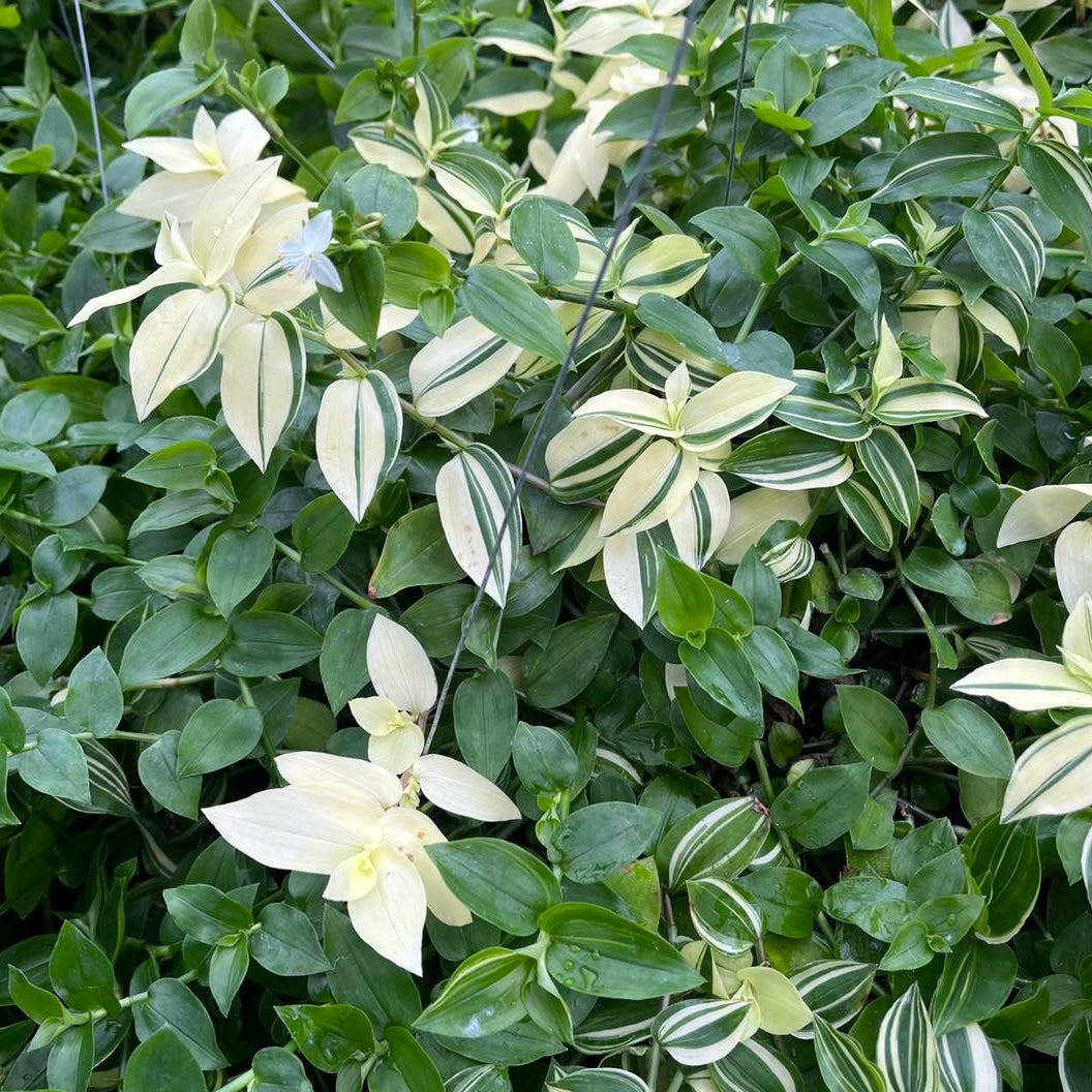 Tradescantia fluminensis Cuttings - 10 Pcs, Easy Houseplant, Fast-Growing Trailing Vine, Water & Soil Propagation, Green Wandering Jew