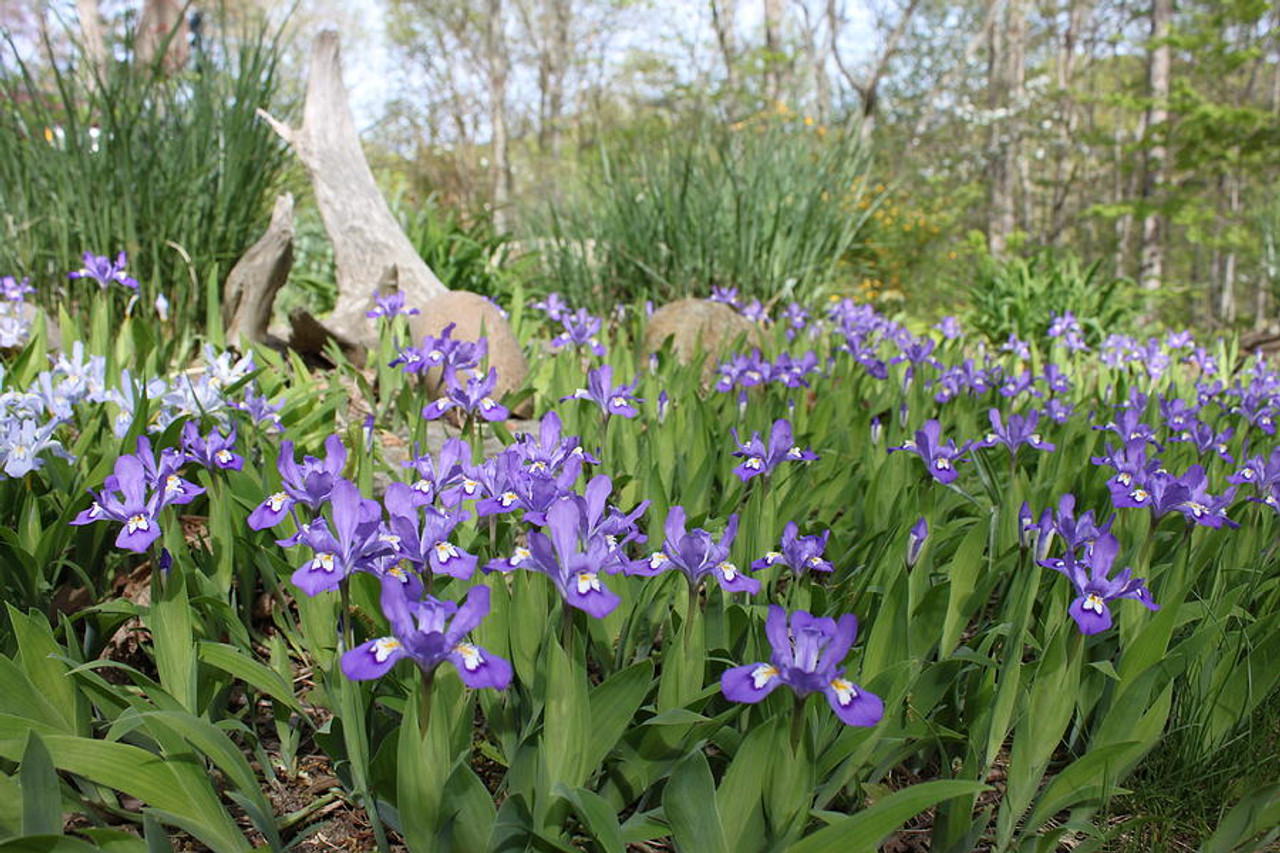 5 Bare Root Crested Dwarf Iris Plants - Iris cristata Shade-Loving Perennial Wildflower Ground Cover