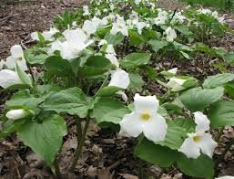 5 White Trillium Plants - Bare Root Trillium grandiflorum for Shade Gardens & Woodland Borders