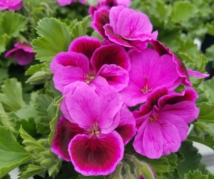 Martha Washington Geranium Cuttings - Mixed Color Pelargonium domesticum Propagation Stems, Indoor/Outdoor Planting