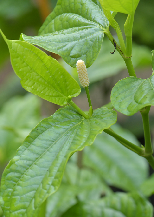 Piper Sarmentosum Plants | 6 Live Rooted Kaduk | Southeast Asian Culinary Herb | Tropical Ground Cover | USDA Zones 10-12