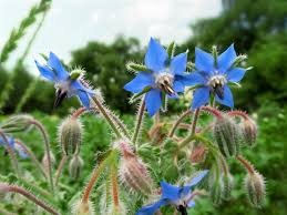 Borage Seeds 50 Count - Heirloom Herb with Blue Flowers - Bee Friendly Pollinator Plant - Alaska Grown Borago officinalis
