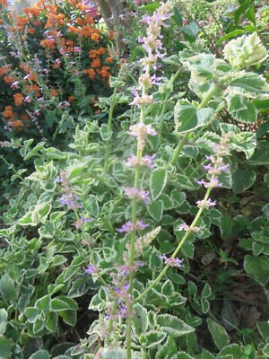 Variegated Cuban Oregano Cuttings - 4 Live Plectranthus amboinicus Herb Plants for Cooking & Garden