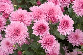 Pink Chrysanthemum Starter Plant Bare Root - Early Blooming Fall Flowering Perennial Chrysanthemum morifolium Zone 5-9