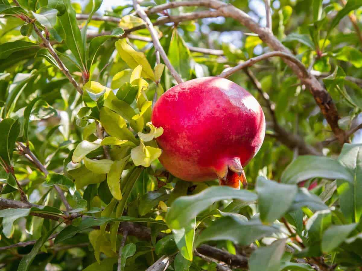 Pomegranate Cuttings 8 Pack - Punica granatum 'Wonderful' - Edible Fruit Tree, Drought Tolerant, Full Sun, Organic, Zone 7-11