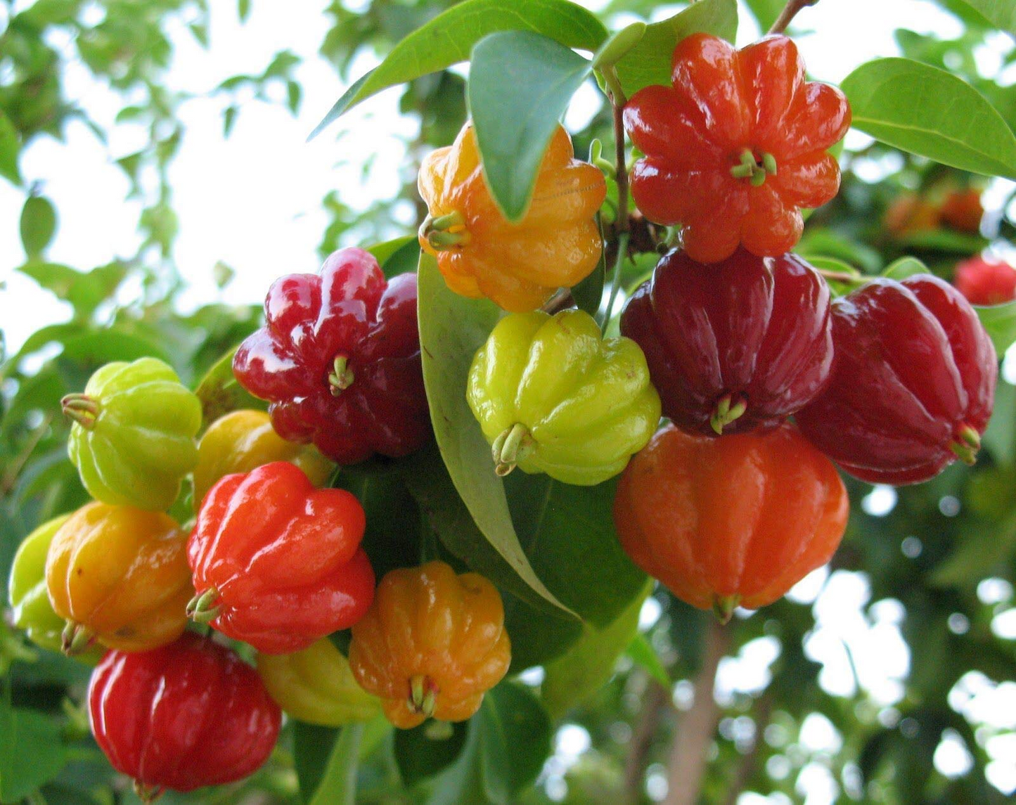 Surinam Cherry Cuttings Eugenia uniflora Tropical Fruit Plant, 6 Live Clippings for Propagation, USDA Zones 9-11