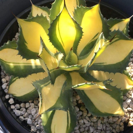 Rare Agave Rum Runner Hybrid Succulent - Collector's Japanese Mutation with Red Thorns & Yellow-Green Rosette, Zone 8+ Patio Showpiece