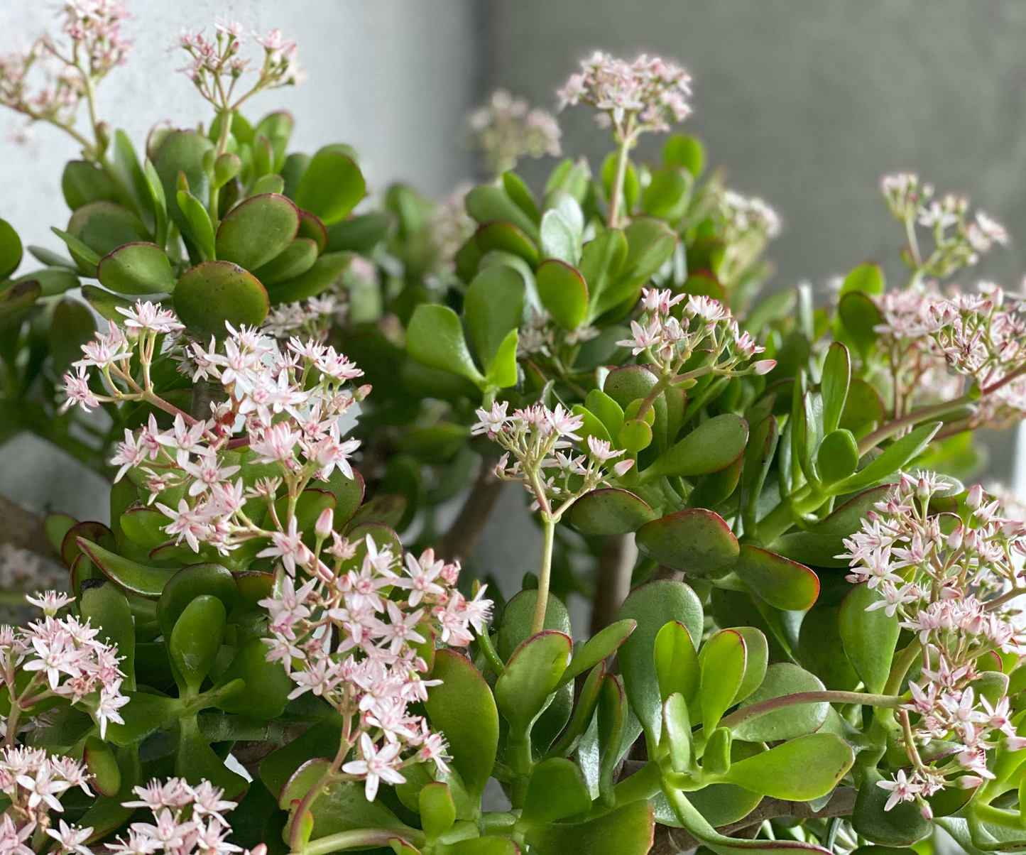 Jade Plant Cuttings 2 Pack - Crassula ovata Succulent Propagation - Easy Care Houseplant Stems