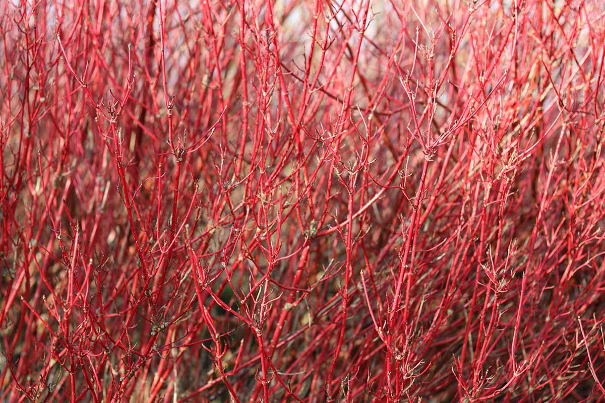 Red Twig Dogwood Cuttings - 10 Unrooted Cornus sericea Native Shrubs for Landscaping & Erosion Control