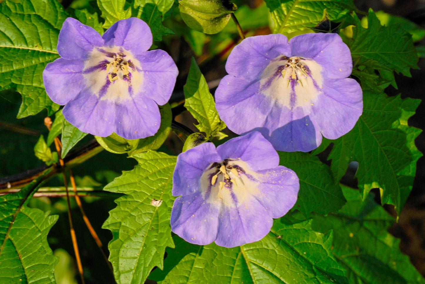 Nicandra physalodes Seeds - Apple of Peru Annual Flower with Blue-Violet Flowers and Decorative Seed Pods - Alaska Grown, 100 Seeds