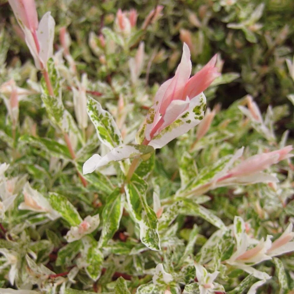 10 Hakuro Nishiki Dappled Willow Cuttings - Tri-Color Salix Variegated Foliage, Zone 4-9