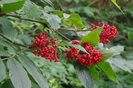 50 Red Elderberry Seeds | Sambucus racemosa | Native Shrub with Bright Red Berries | Wildlife-Friendly Landscape Plant