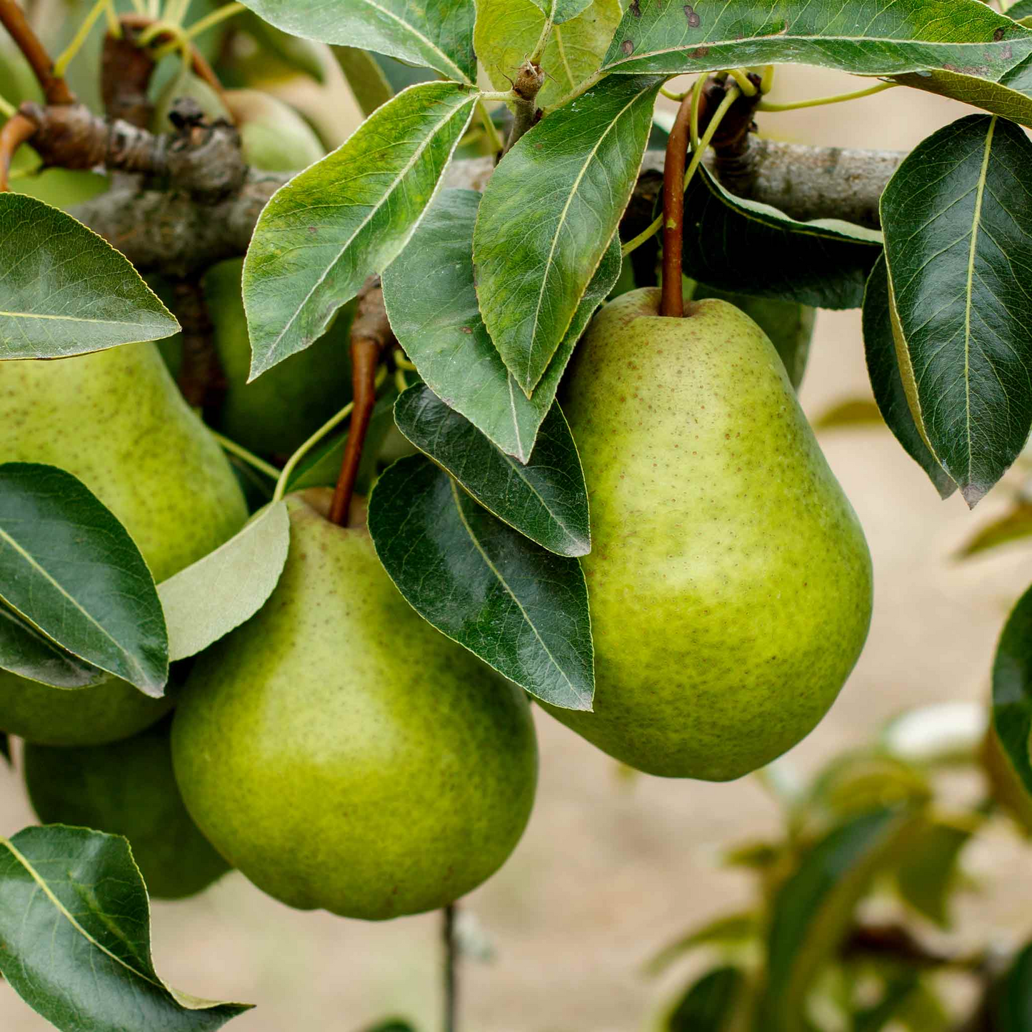 8 Kieffer Pear Scion Wood Cuttings – 7-10 Inches, Pyrus calleryana, Hardy Fruit Tree for Grafting & Propagation