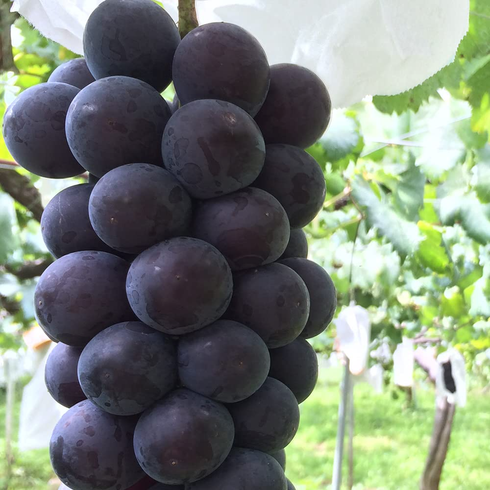 Fujiminori Grape Cuttings Vitis vinifera 'Fujiminori' Japanese Table Grape Hardwood Stems for Home Vineyard