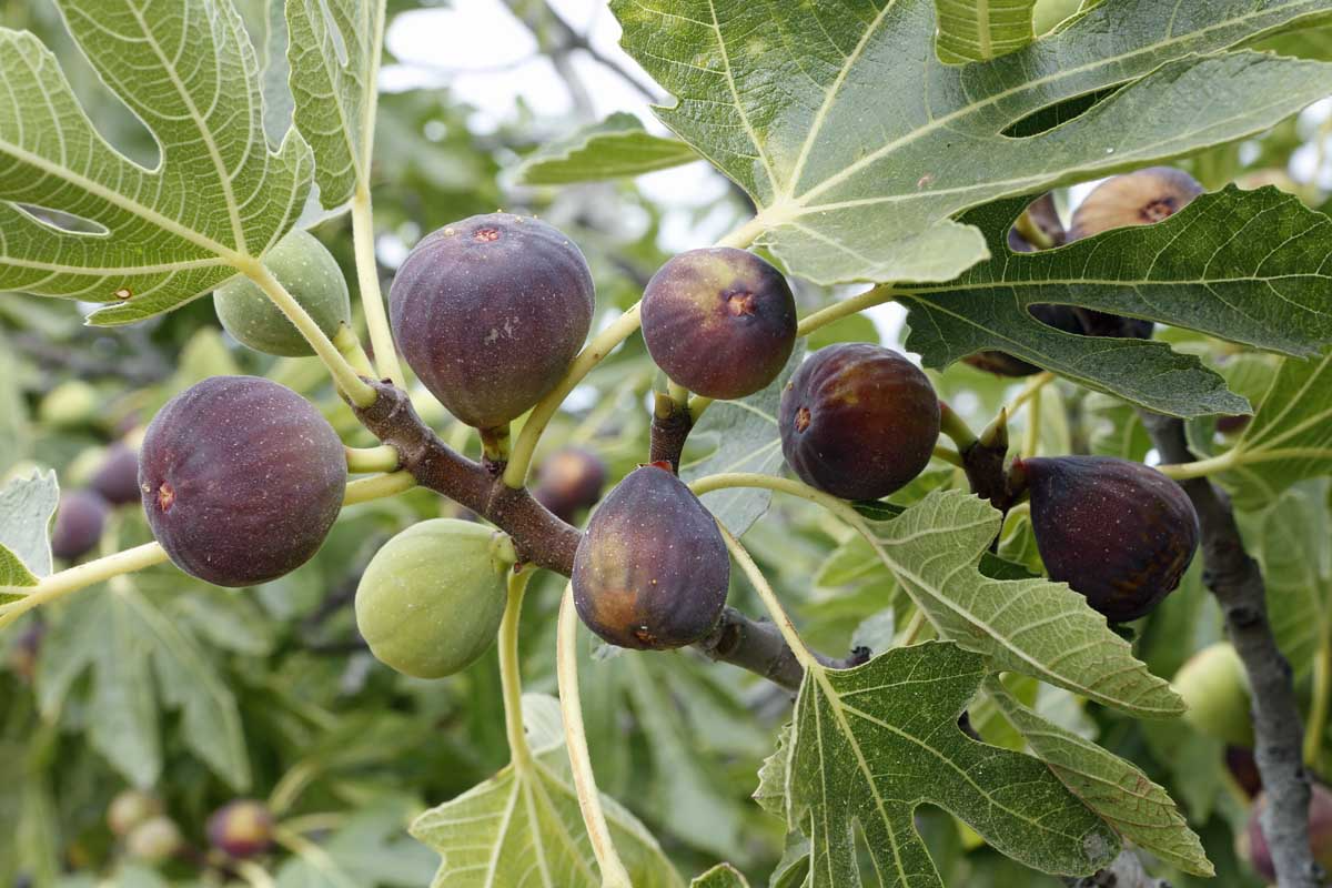 Violetta Fig Tree Cuttings, Cold Hardy, Large Sweet Figs, Ficus carica, Propagation Ready, Zone 7-10, Vigorous Grower