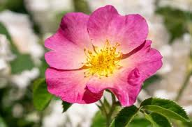 30 Woods Rose Seeds | Rosa woodsii Wild Rose Bush Seeds | Native Pink Shrub for Naturalized Gardens & Wildlife Habitat