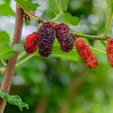 Dwarf Everbearing Mulberry Live Plant, Morus Nigra, Compact Tree for Garden, Year-Round Fruit Production