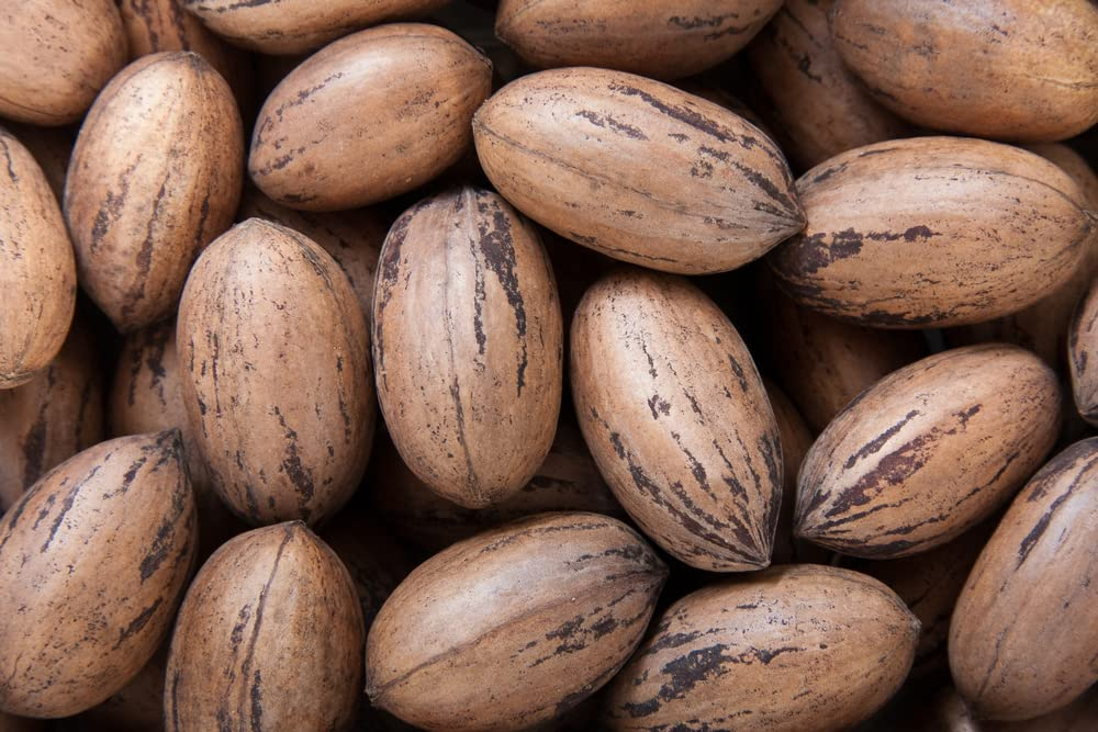 5 Pecan Tree Seeds - Organic Carya illinoinensis Nut Tree for Orchard & Shade, Fast-Growing Deciduous Tree