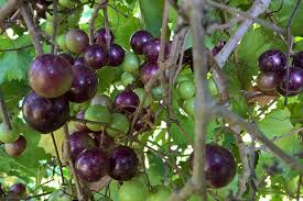 Muscadine Grape Vine Cuttings – Vitis rotundifolia Native Fruit Vine, 12 Live Clippings for USDA Zones 7-10