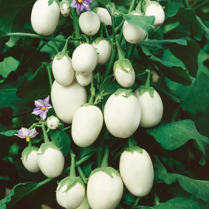 White Eggplant Seeds – Solanum melongena, Non-GMO Vegetable Seeds for Container & Garden Beds, Easy to Grow, Summer Harvest