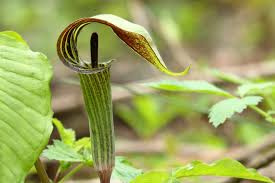 10 Jack-in-the-Pulpit Bulbs - Arisaema triphyllum Native Shade Wildflower Bare Root Woodland Plant