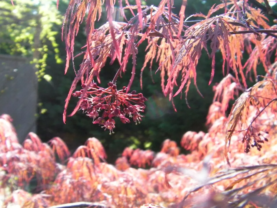 Japanese Maple 'Garnet' Cuttings 8 Pcs for Rooting Grafting Acer palmatum Award-Winning Weeping Tree
