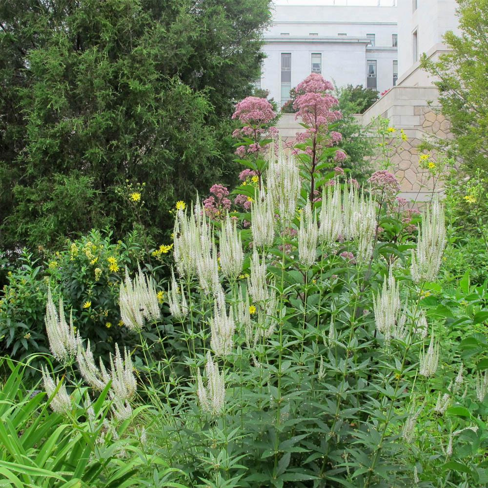 2800 Seeds Veronicastrum virginicum Culver's Root Perennial Native Flowering Pollinator-Friendly Garden Landscape