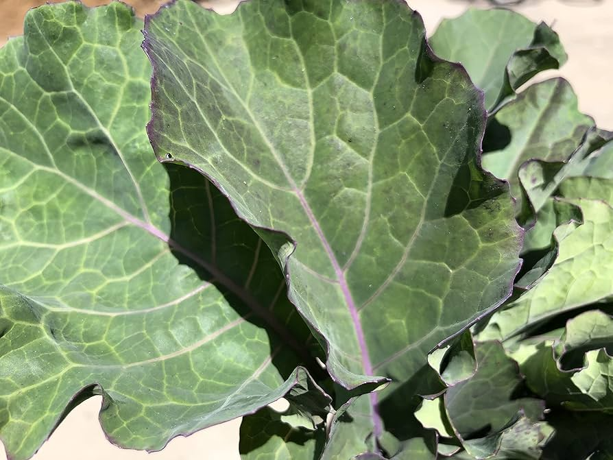 Purple Tree Collard Cuttings - 3 Live Brassica oleracea Perennial Vegetable Propagation Plants
