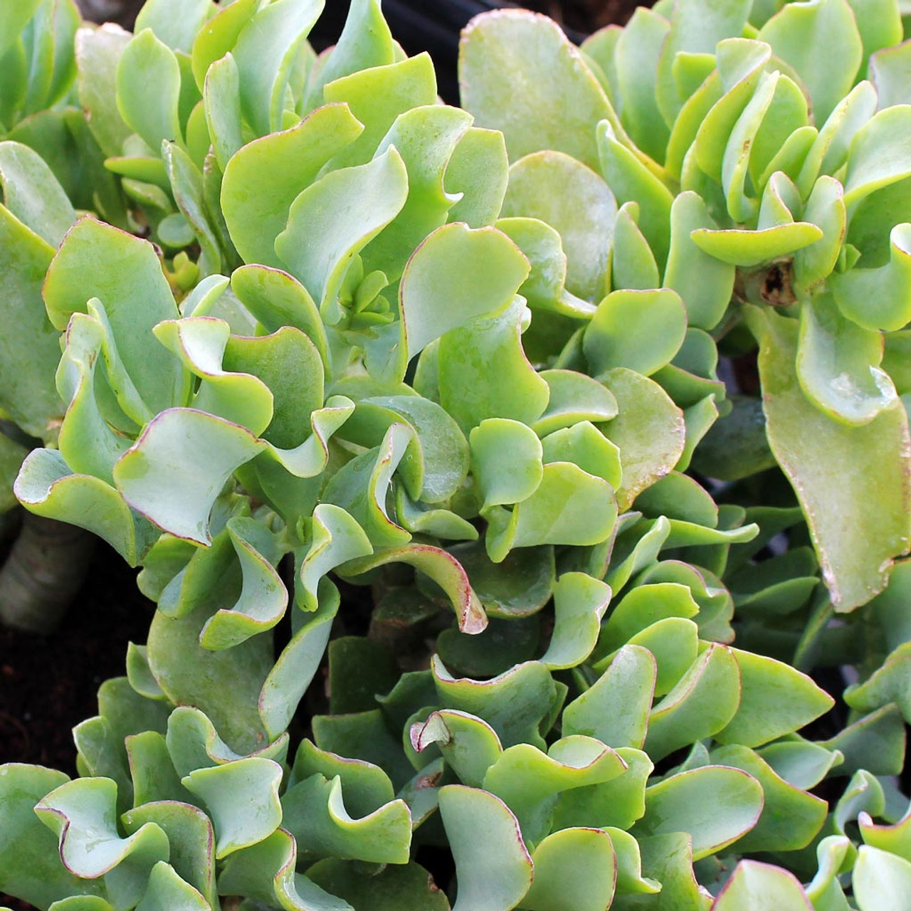 Crassula arborescens 'Undulatifolia' Cuttings – Ripple Jade Succulent with Wavy Blue-Green Leaves, 3 Stems, Drought Tolerant, Zone 9-11