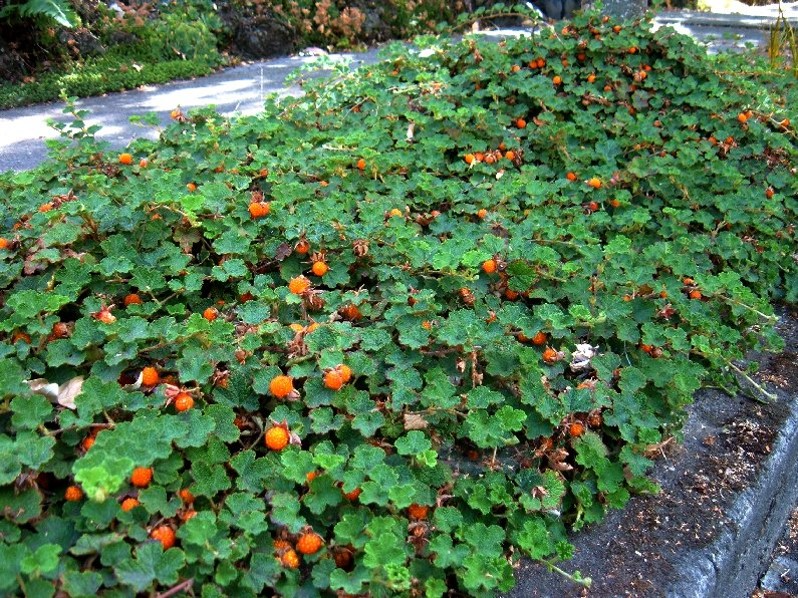 Rubus pentalobus Cuttings - Evergreen Ground Cover, Drought Tolerant, Trailing, Zone 7, Formosan Raspberry, 4 Rooted Plants