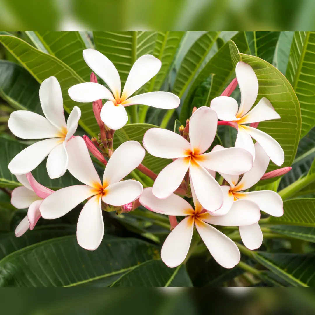 Plumeria Unrooted Cutting 10-11" Frangipani Tropical Flowering Plant White Pink Blooms Plumeria rubra