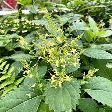 10 Bare Root Stone Root Plants Collinsonia canadensis Native Perennial Wildflower for Shade & Woodland Gardens