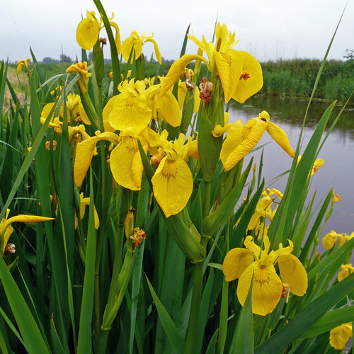 Yellow Water Iris Plants - 5 Bare Root Bog Plants for Ponds, Wet Soil, Zone 3-9, Deer-Resistant, Fast Growing, Iris pseudacorus