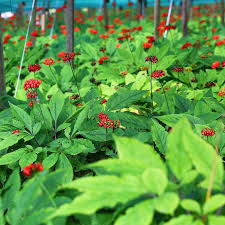 Asian Ginseng Seeds - 10 Pack, Medicinal Perennial Herb, Heirloom Adaptogenic Root, Grow Your Own Herbal Remedy, Panax Ginseng