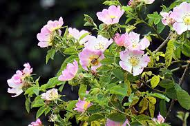 Eglantine Rose Cuttings, Rosa eglanteria, Fragrant Leaves, Edible Hips & Flowers, English Garden, USDA Zones 4-9