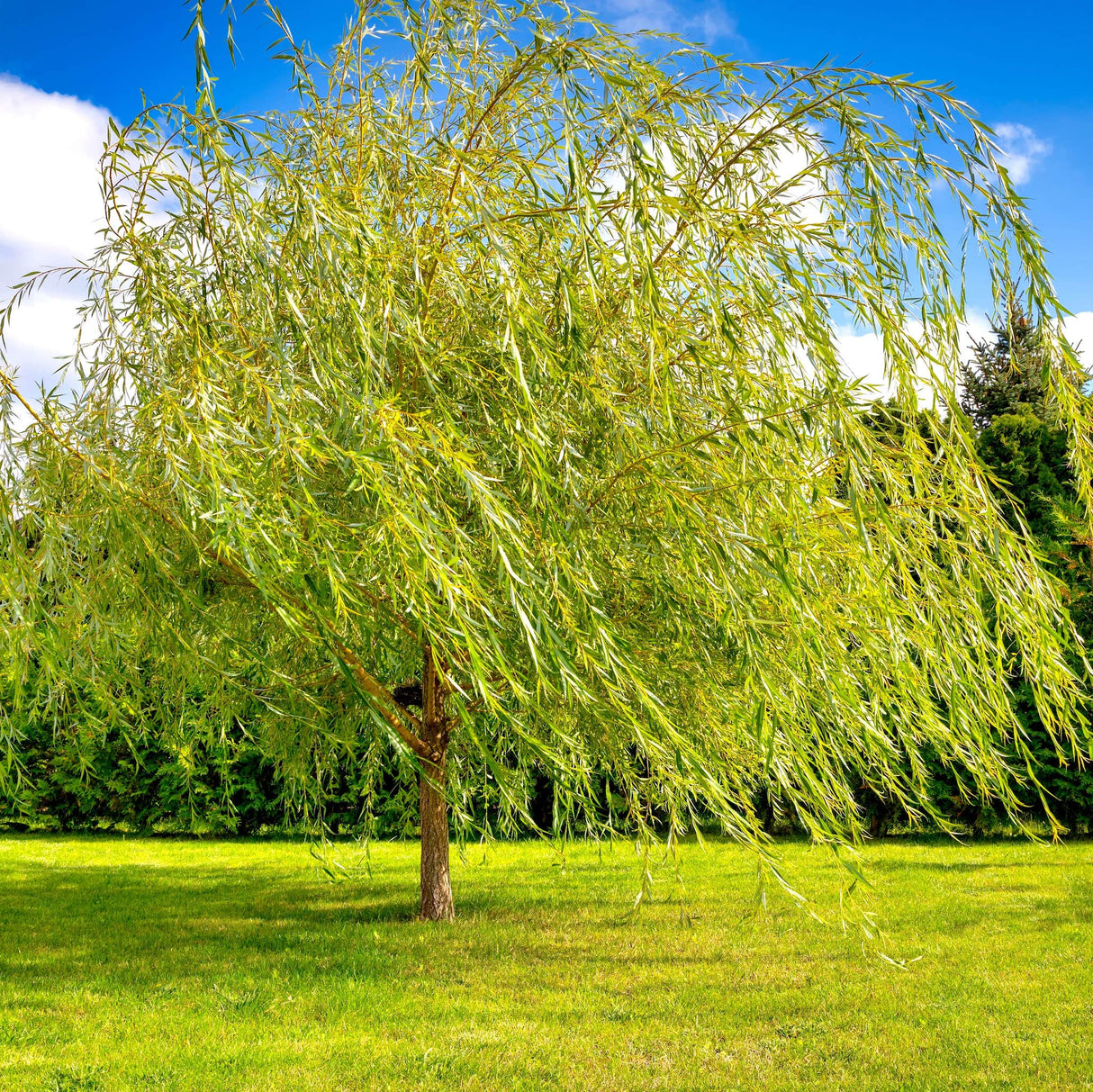 Bright Green Weeping Willow Tree Bare Root 14-24" Salix babylonica Fast-Growing Shade Tree for Landscaping