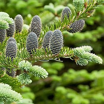 30 Abies balsamea Seeds - Balsam Fir Evergreen Seeds for Planting, Landscaping, Reforestation, Cold-Hardy, Fragrant, Lake States